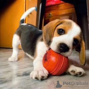 Photo №1. beagle - for sale in the city of Nuremberg | 380$ | Announcement № 120607