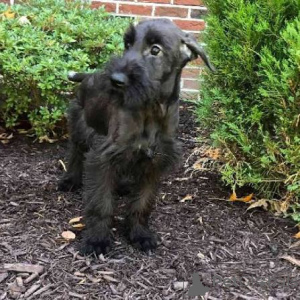 Photo №2 to announcement № 173072 for the sale of giant schnauzer - buy in Latvia private announcement, breeder