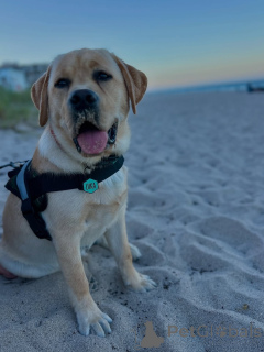 Photo №4. I will sell labrador retriever in the city of ALAVUS. breeder - price - 520$