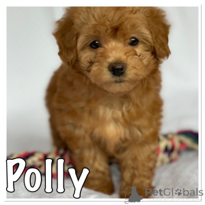 Photo №3. Havanese Puppies.. Denmark