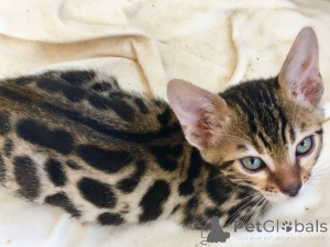 Photo №2 to announcement № 158761 for the sale of bengal cat - buy in Germany private announcement