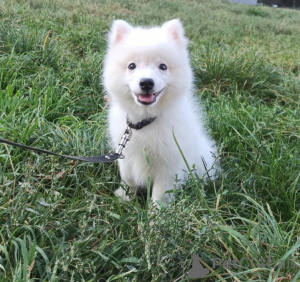 Photo №1. japanese spitz - for sale in the city of Dnipro | 10000$ | Announcement № 13264