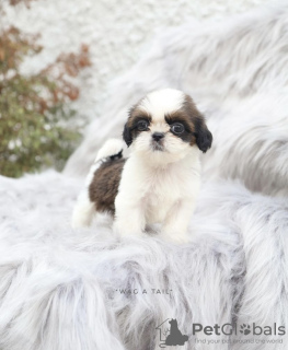 Photo №1. shih tzu - for sale in the city of Бернау | Is free | Announcement № 99566