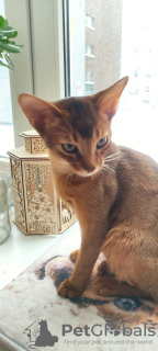 Photo №2 to announcement № 131239 for the sale of abyssinian cat - buy in Latvia from nursery