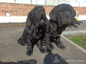 Photo №2 to announcement № 8712 for the sale of neapolitan mastiff - buy in Russian Federation breeder