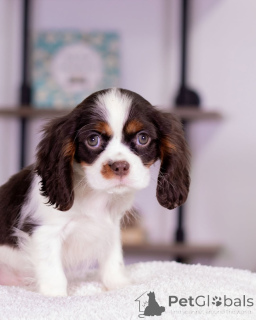 Photo №1. cavalier king charles spaniel - for sale in the city of Varmaland | negotiated | Announcement № 160716