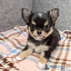 Photo №3. Cute adorable Chihuahua puppies for sale contact whatsapp business 447450021323. Finland