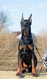 Photo №2 to announcement № 18106 for the sale of dobermann - buy in Russian Federation from nursery