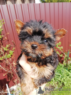 Photo №1. yorkshire terrier - for sale in the city of Riga | 475$ | Announcement № 100417