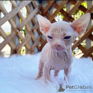 Photo №1. sphynx cat - for sale in the city of Lublica | 1187$ | Announcement № 11142