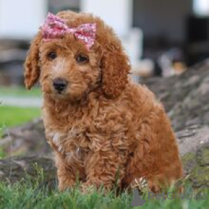 Photo №1. poodle (toy) - for sale in the city of Munich | 723$ | Announcement № 172243
