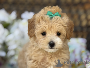 Photo №1. maltipu - for sale in the city of Berlin | 847$ | Announcement № 149584