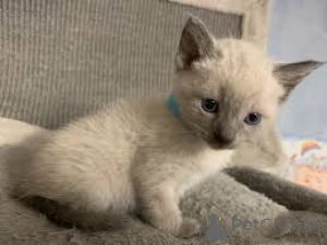 Photo №4. I will sell siamese cat in the city of Tampere. private announcement, breeder - price - 516$