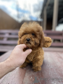 Photo №1. maltipu - for sale in the city of Kiev | negotiated | Announcement № 165780