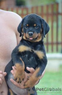 Additional photos: rottweiler