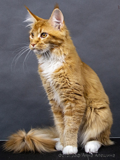 Photo №2 to announcement № 2646 for the sale of maine coon - buy in Russian Federation private announcement, from nursery, breeder