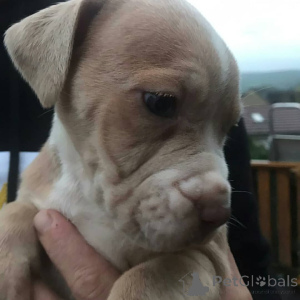 Photo №2 to announcement № 173383 for the sale of american pit bull terrier - buy in Finland private announcement
