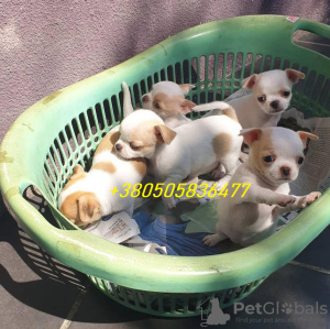 Photo №1. chihuahua - for sale in the city of Москва | negotiated | Announcement № 17636