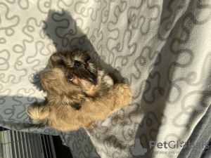 Photo №2 to announcement № 35915 for the sale of shih tzu - buy in Poland breeder