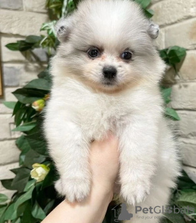 Photo №1. pomeranian - for sale in the city of Amiens | negotiated | Announcement № 17350