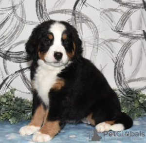 Photo №1. bernese mountain dog - for sale in the city of Larnaca | 634$ | Announcement № 103927