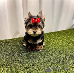 Photo №4. I will sell yorkshire terrier in the city of Chicago. private announcement, breeder - price - 400$