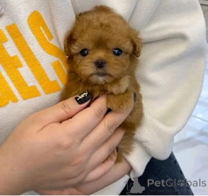 Photo №2 to announcement № 136563 for the sale of non-pedigree dogs - buy in Germany breeder