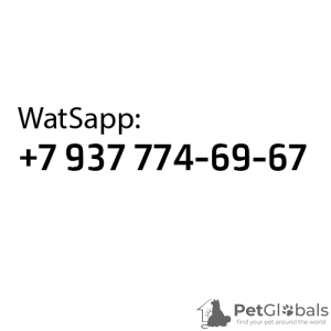 Photo №2 to announcement № 130433 for the sale of pomeranian - buy in Russian Federation breeder