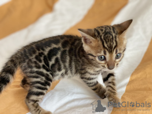 Additional photos: Urgently selling cute bengal kittens