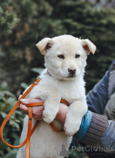 Photo №2 to announcement № 168472 for the sale of non-pedigree dogs - buy in Russian Federation private announcement