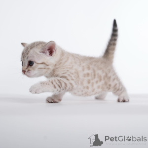 Photo №1. bengal cat - for sale in the city of Dalarö | 500$ | Announcement № 159291