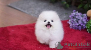 Photo №2 to announcement № 101836 for the sale of pomeranian - buy in United States private announcement