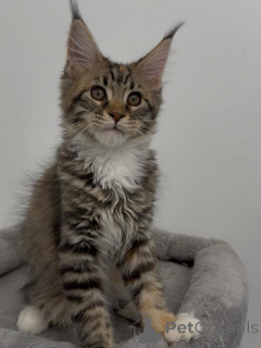 Photo №1. maine coon - for sale in the city of Zürich | negotiated | Announcement № 169406
