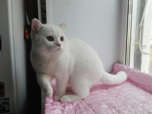 Photo №1. british shorthair - for sale in the city of Chelyabinsk | 299$ | Announcement № 3012