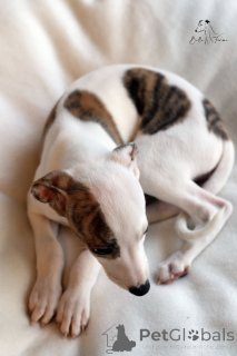 Photo №4. I will sell whippet in the city of Częstochowa. breeder - price - 1129$