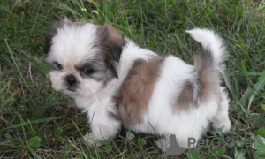 Photo №2 to announcement № 9233 for the sale of shih tzu - buy in United States 