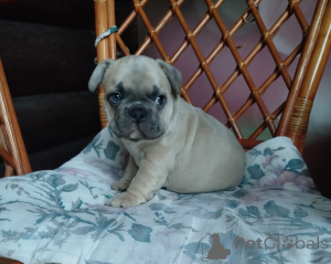 Photo №3. Cute French bulldog puppies.. Belarus