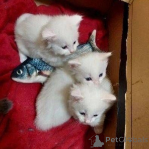 Photo №1. persian cat - for sale in the city of Frankfurt | 329$ | Announcement № 147353