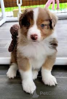 Photo №3. Australian Shepherd puppies for sale. Netherlands