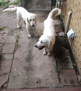 Photo №2 to announcement № 138807 for the sale of non-pedigree dogs - buy in United Kingdom breeder