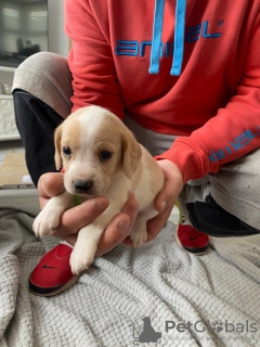 Photo №1. beagle - for sale in the city of Калифорния Сити | 350$ | Announcement № 64317