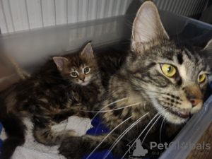 Additional photos: Lovely Maine Coon Kittens for sale around you