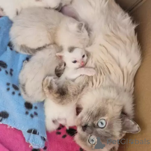 Photo №1. ragdoll - for sale in the city of Berlin | 392$ | Announcement № 167243