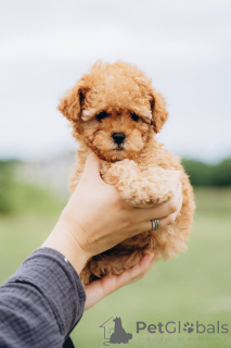 Photo №1. poodle (royal) - for sale in the city of Darmstadt | negotiated | Announcement № 155525