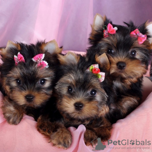 Photo №1. yorkshire terrier - for sale in the city of Budapest | 317$ | Announcement № 56822