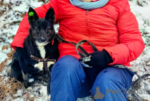 Photo №3. Squirrel is looking for a home and its family. Russian Federation