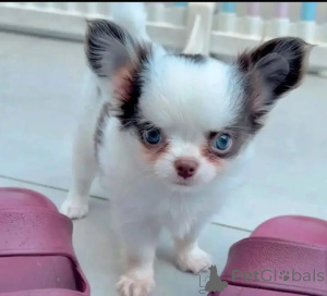 Photo №3. First-class Chihuahua puppies for your family.. Germany