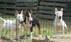 Photo №3. Mini bull terriers. Serbia