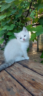 Photo №3. Ragdoll kitten. Denmark
