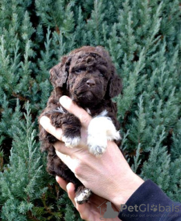 Photo №2 to announcement № 134052 for the sale of lagotto romagnolo - buy in Serbia 